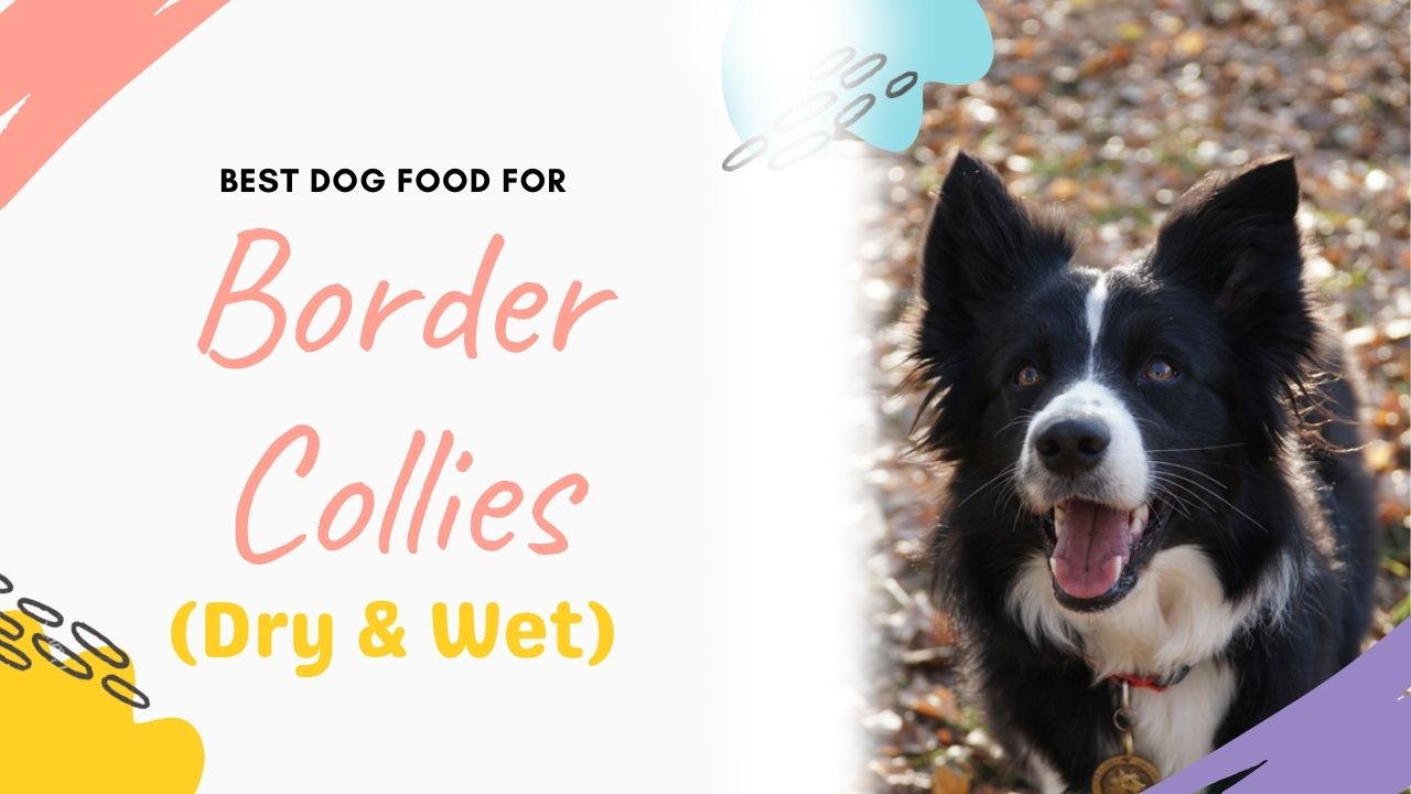 Best Border Collies Dog Food
