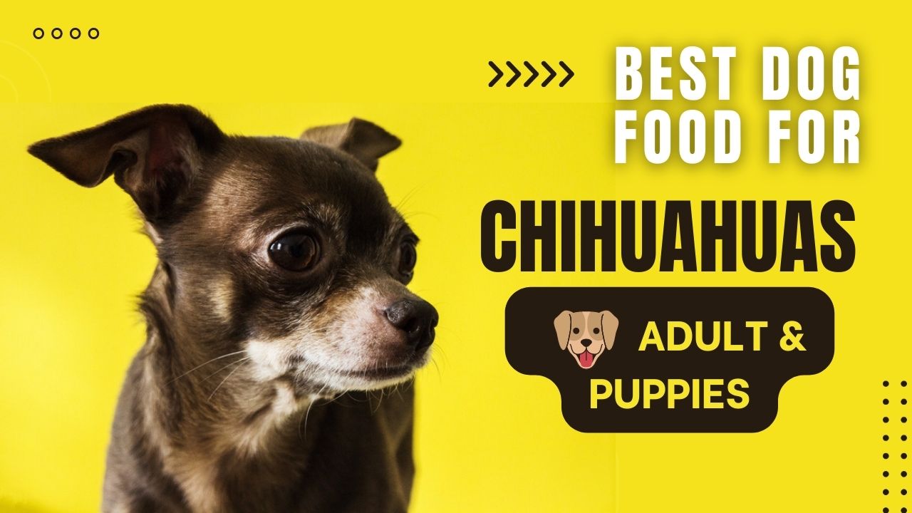 Best Dog Food For Chihuahua