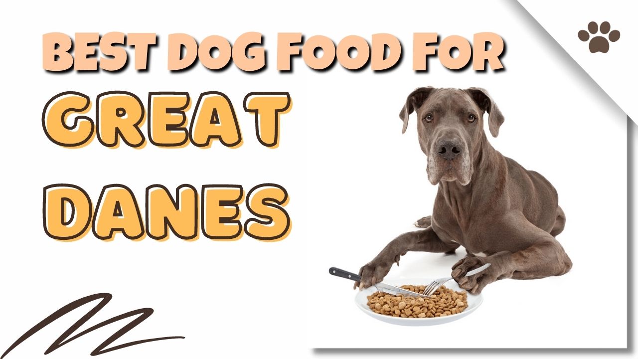 Best Dog Food For Great Dane