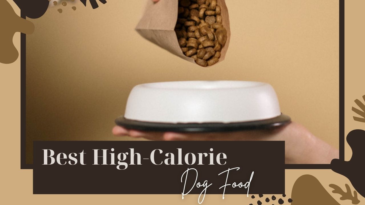 Best High Calorie Dog Foods
