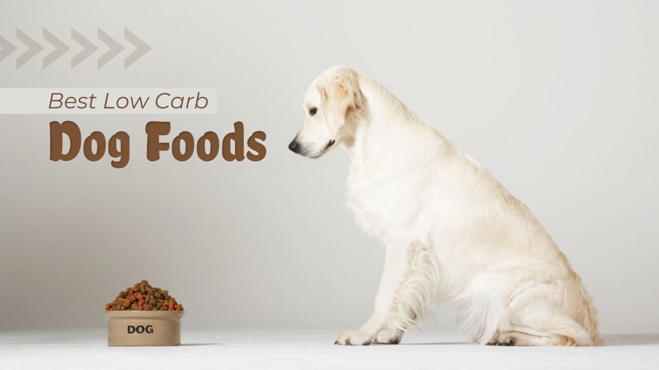Low-Carb Dog Foods