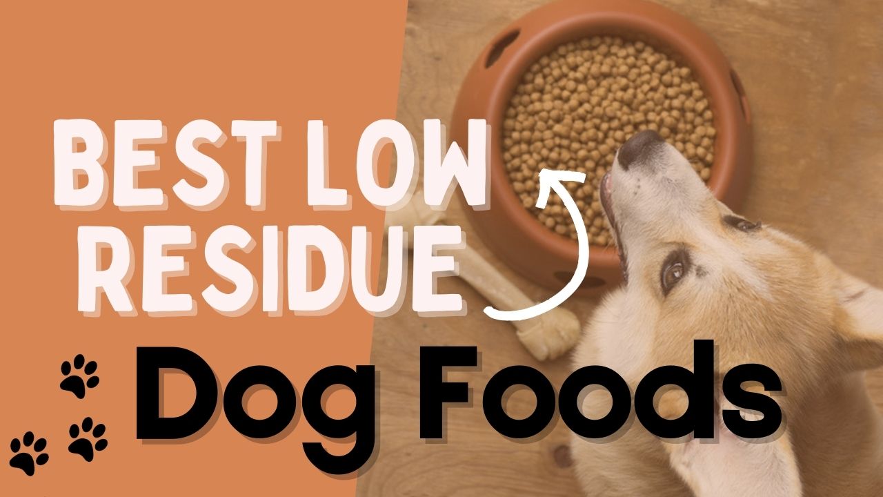 Best Low-Residue Dog Food