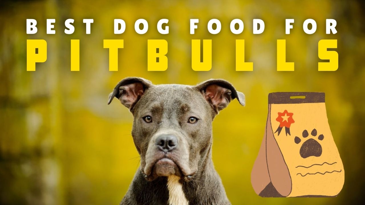 Best Dog Food for Pitbulls
