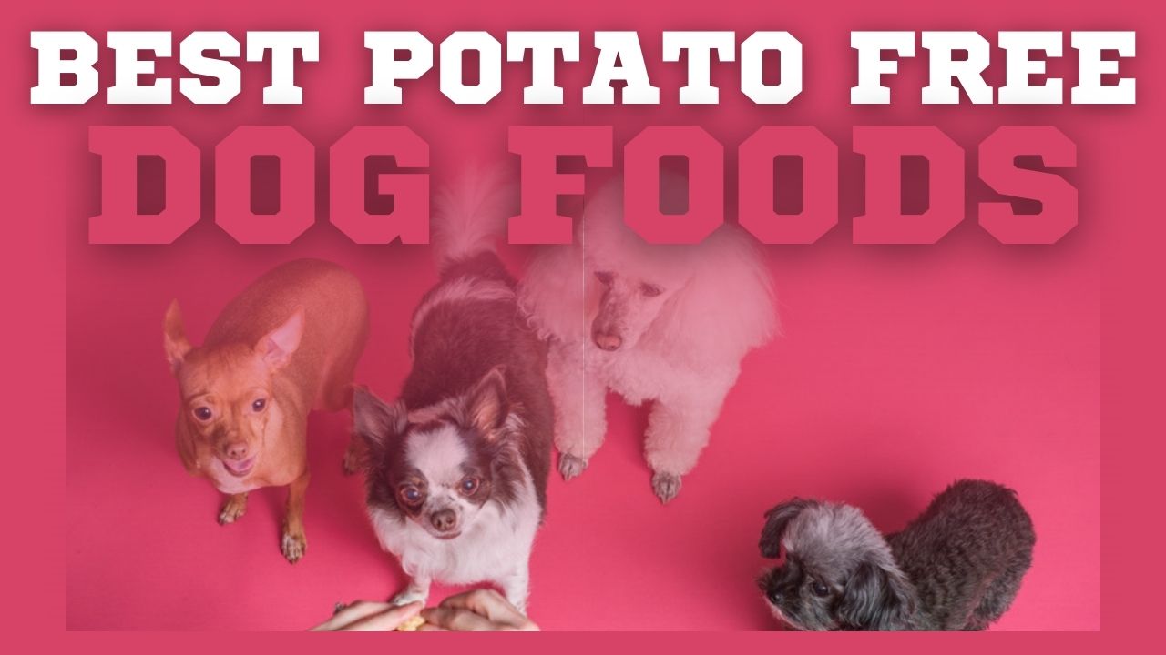 Best Potato Free Dog Foods