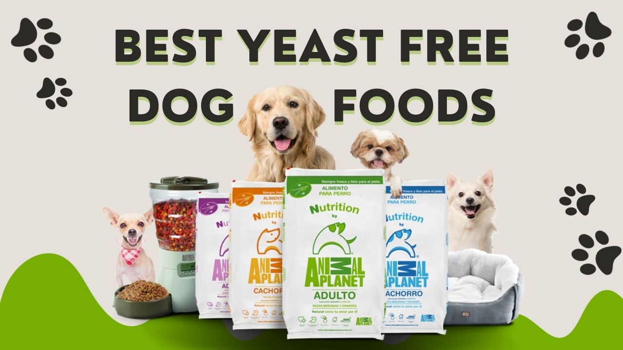 Best Yeast Free Dog Foods
