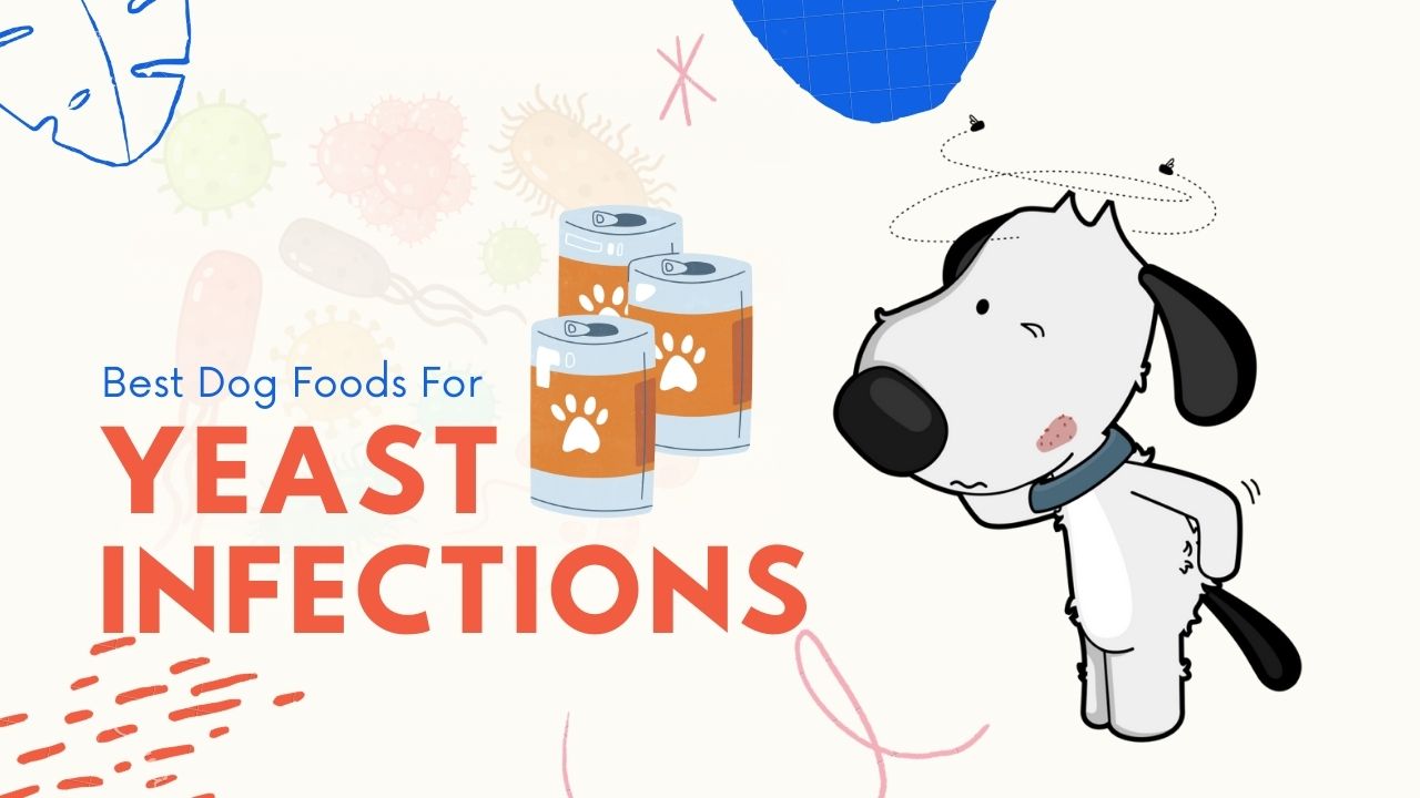 Best Dog Food For Yeast Infection