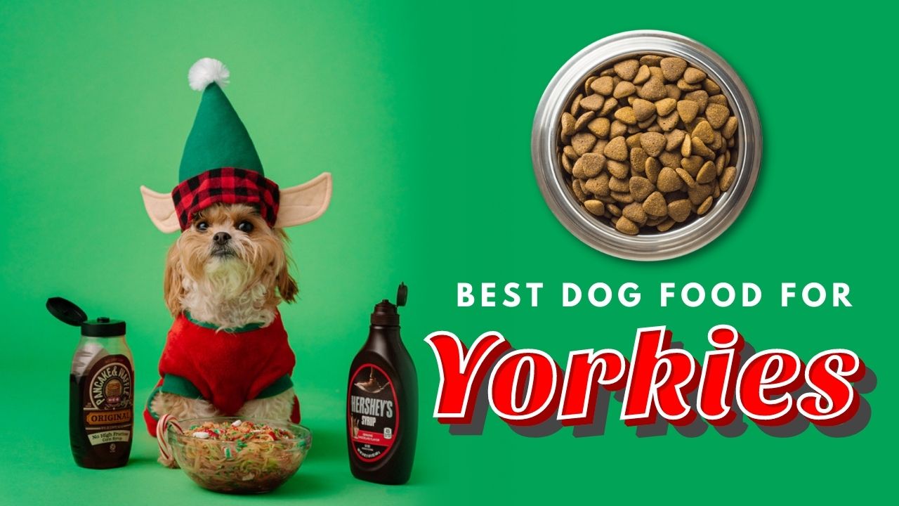 Best Dog Food for Yorkies